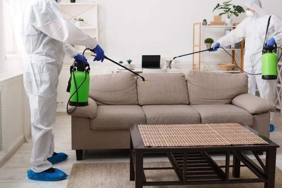 Halı Güvesi Nedir ve Güve Nasıl Temizlenir?